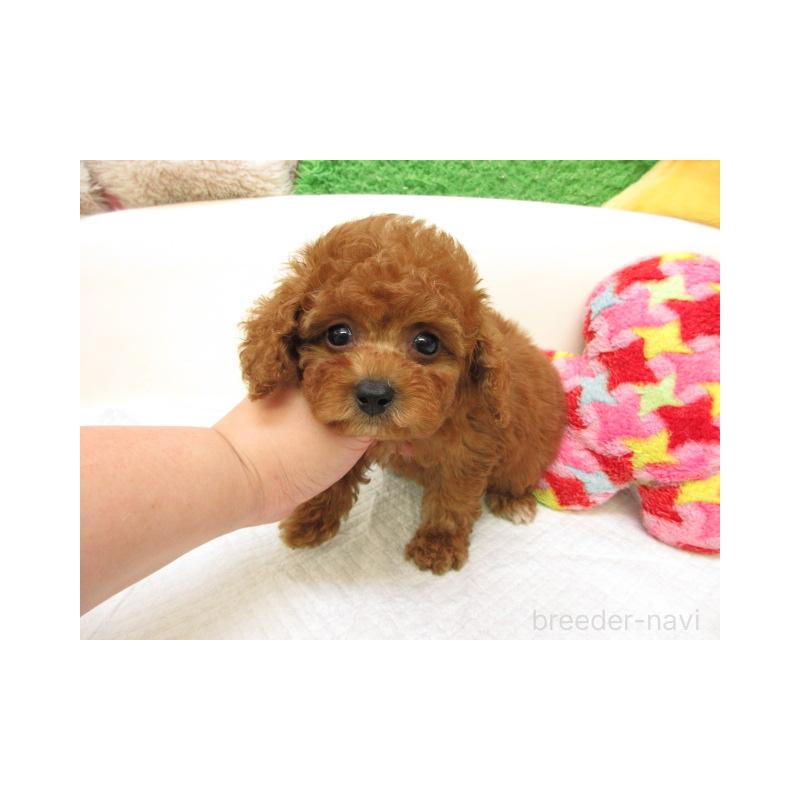 販売中の大阪府のトイプードル-434529の2枚目