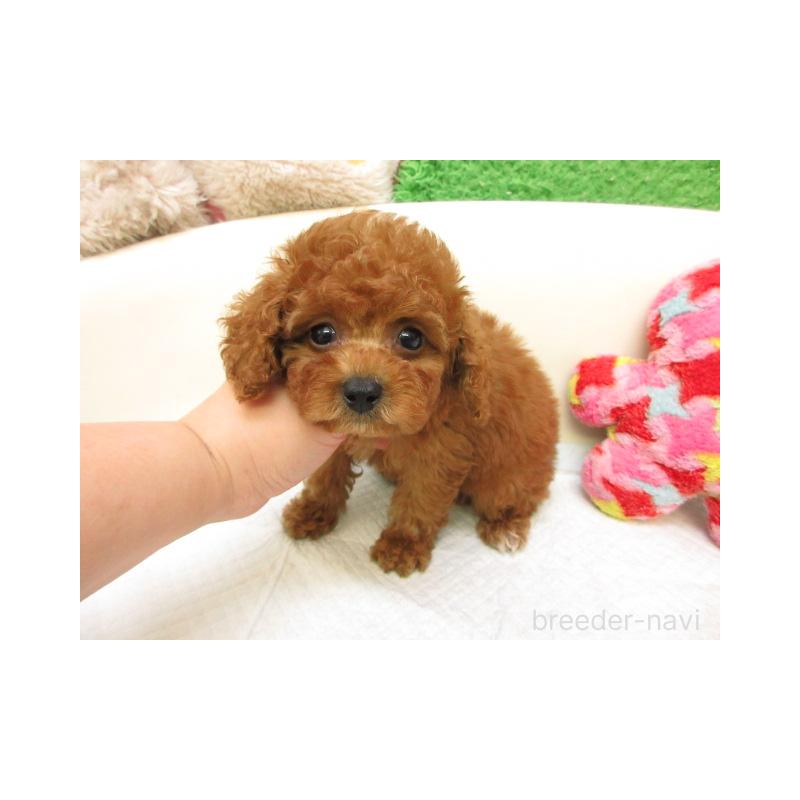 販売中の大阪府のトイプードル-434529