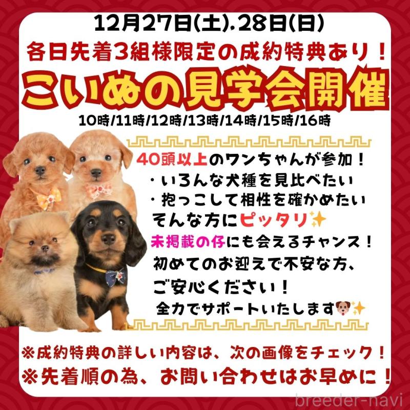 販売中の静岡県のトイプードル-428519の3枚目