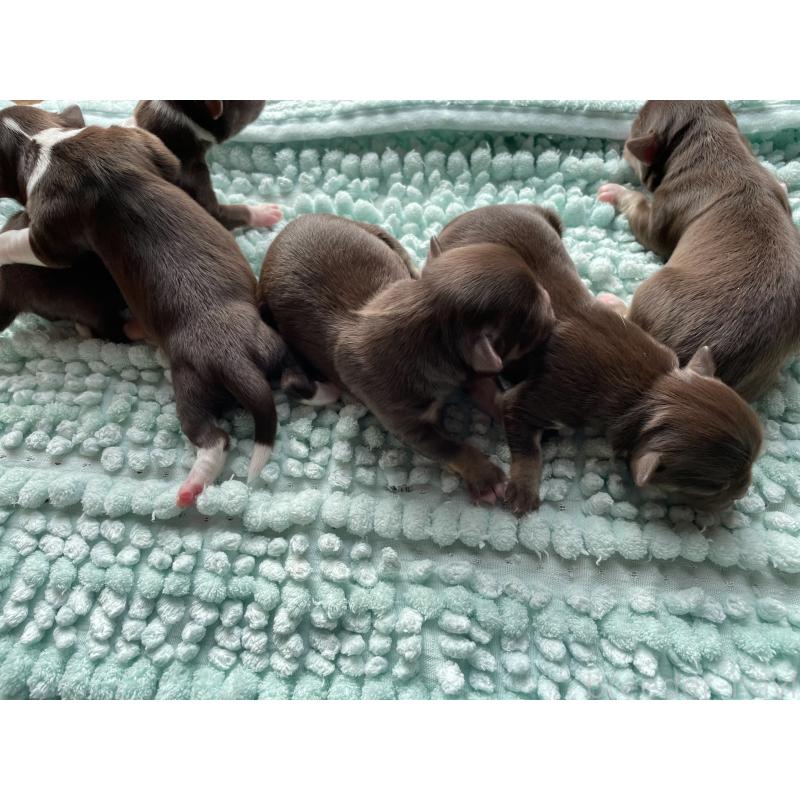 販売中の愛知県のチワワ(ロングコート)-434531の2枚目