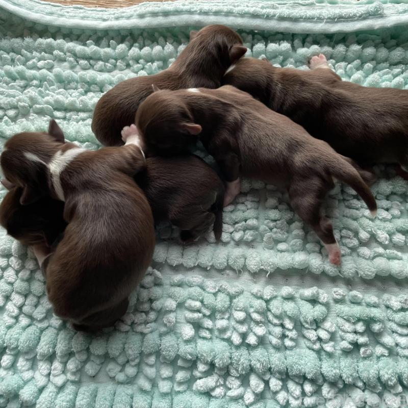 販売中の愛知県のチワワ(ロングコート)-434531