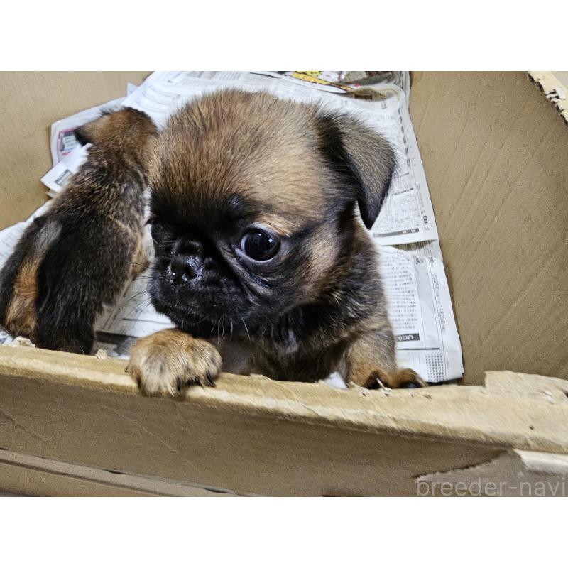 販売中の愛知県のプチブラバンソン-434536の12枚目