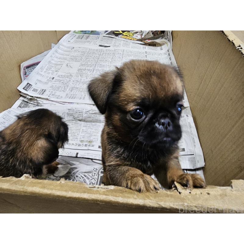 販売中の愛知県のプチブラバンソン-434536の11枚目