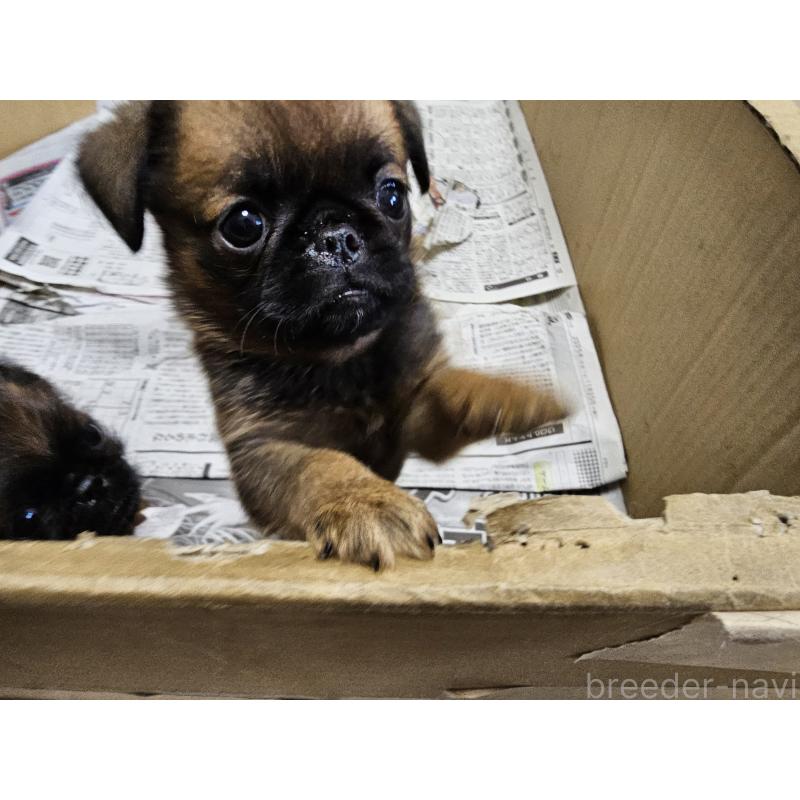 販売中の愛知県のプチブラバンソン-434536の9枚目