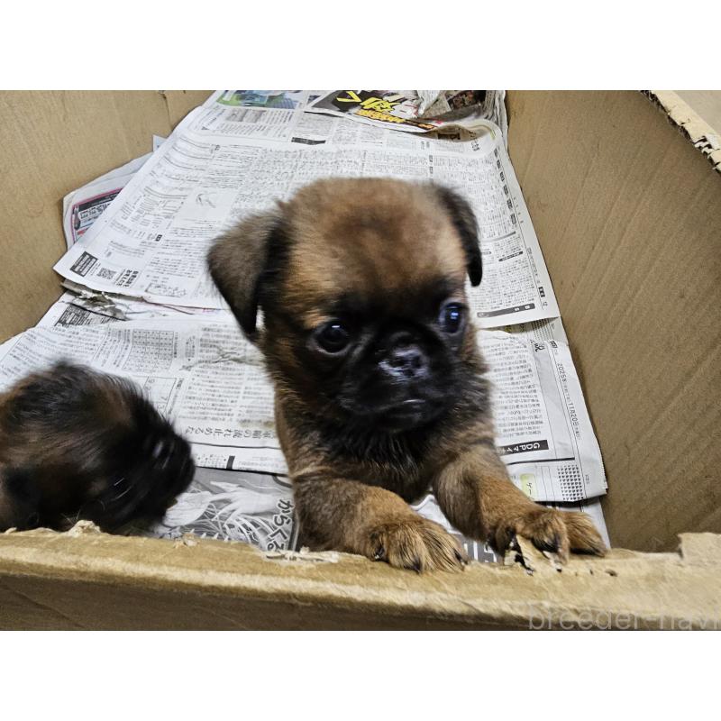 販売中の愛知県のプチブラバンソン-434536の8枚目