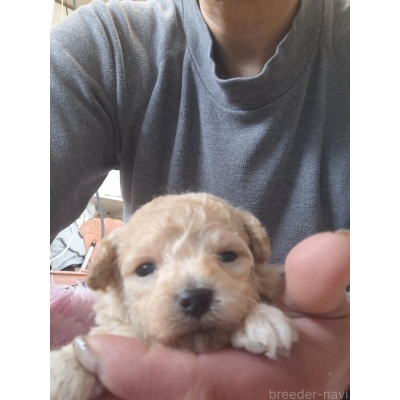 商談中の群馬県のビションプー:ビションフリーゼ×トイプードル-432978の12枚目