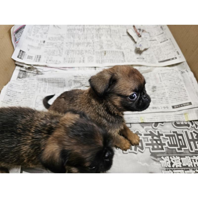 販売中の愛知県のプチブラバンソン-434536の7枚目