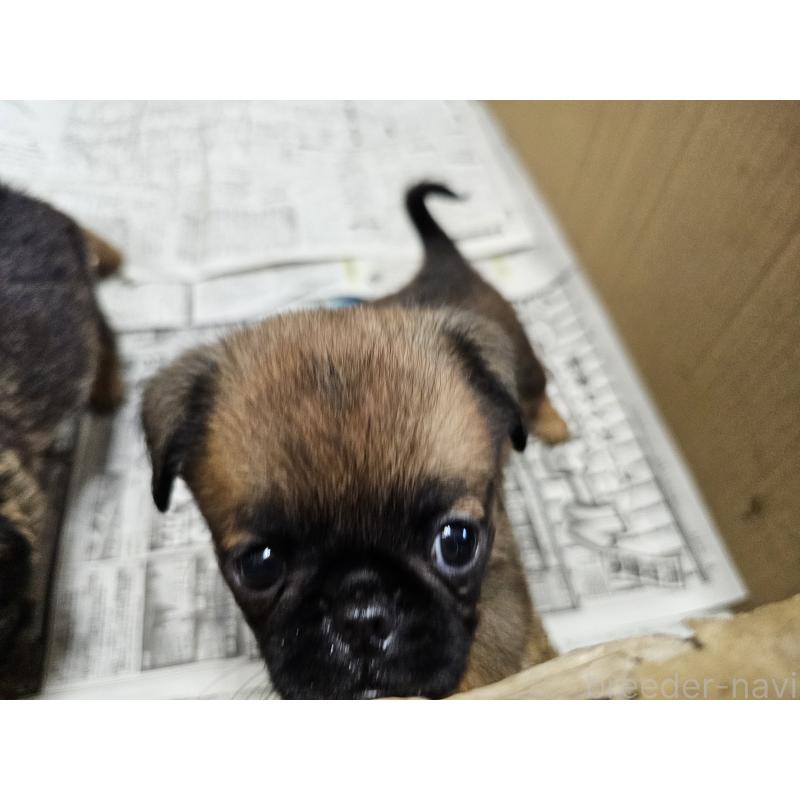 販売中の愛知県のプチブラバンソン-434536の6枚目