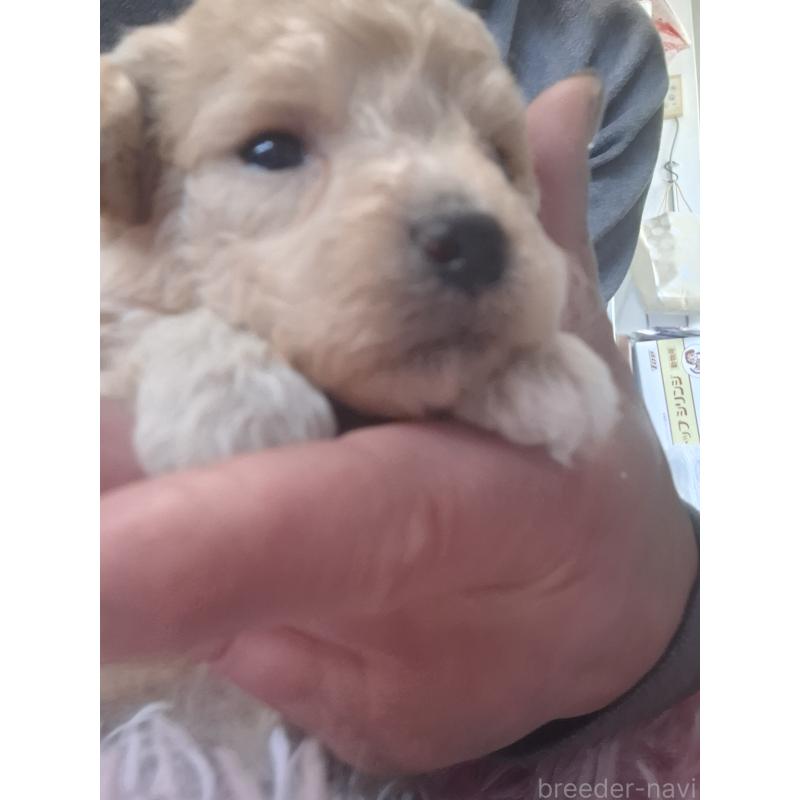 商談中の群馬県のビションプー:ビションフリーゼ×トイプードル-432978の11枚目