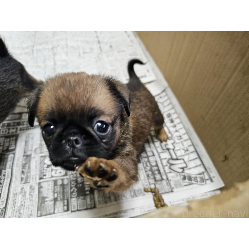 販売中の愛知県のプチブラバンソン-434536の5枚目