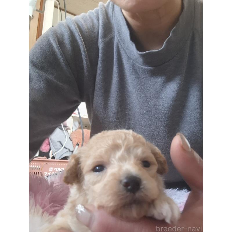 商談中の群馬県のビションプー:ビションフリーゼ×トイプードル-432978の10枚目