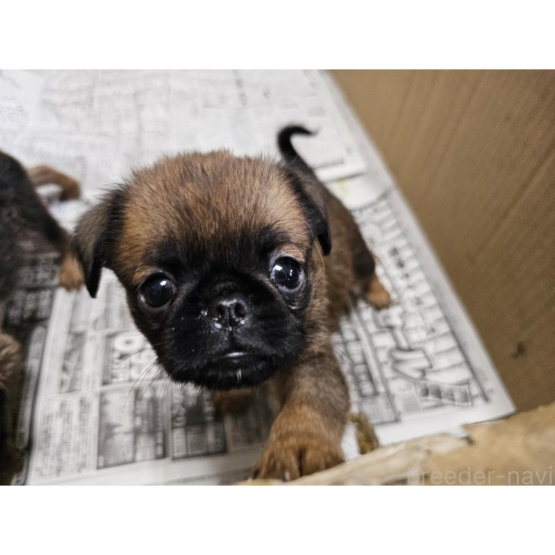 販売中の愛知県のプチブラバンソン-434536の4枚目