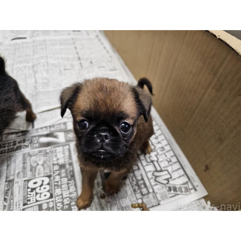 販売中の愛知県のプチブラバンソン-434536の3枚目