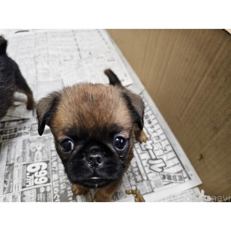 販売中の愛知県のプチブラバンソン-434536の2枚目