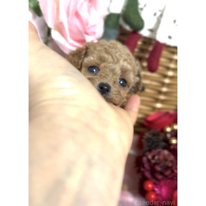 販売中の香川県のティーカッププードル-434535の6枚目