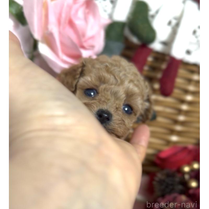 販売中の香川県のティーカッププードル-434535の5枚目