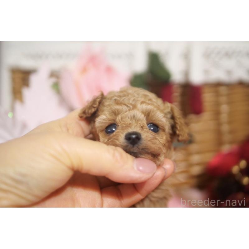 販売中の香川県のティーカッププードル-434535の4枚目