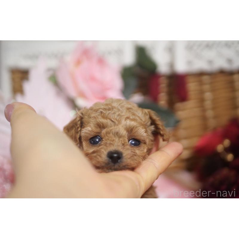 販売中の香川県のティーカッププードル-434535の3枚目