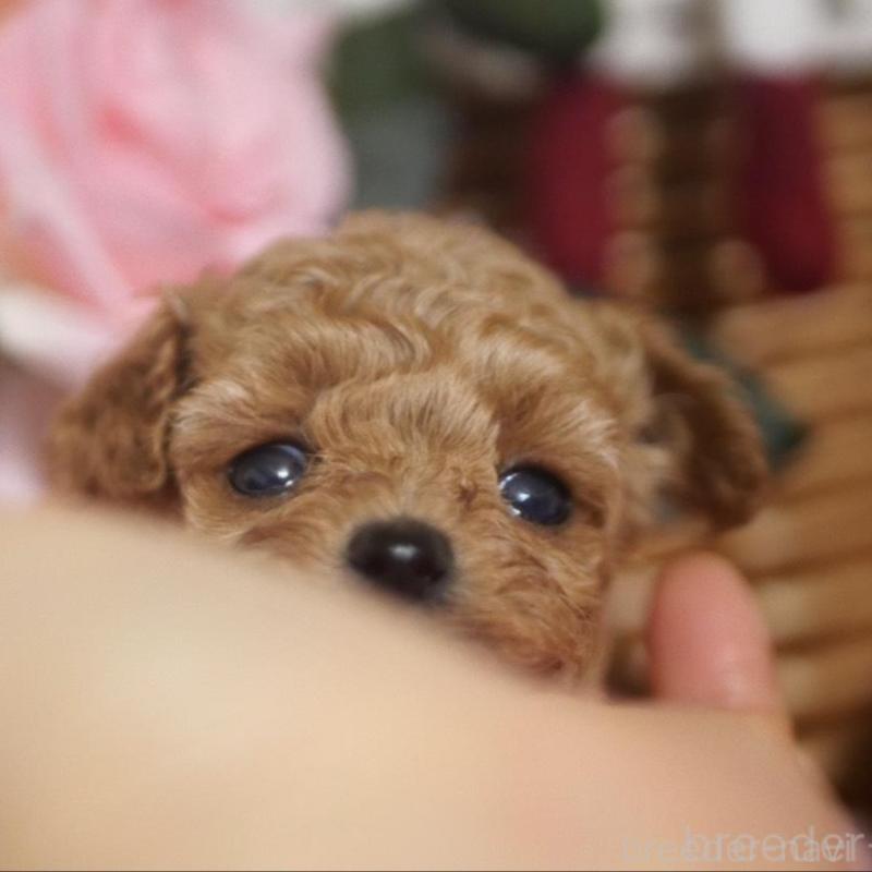 販売中の香川県のティーカッププードル-434535の1枚目