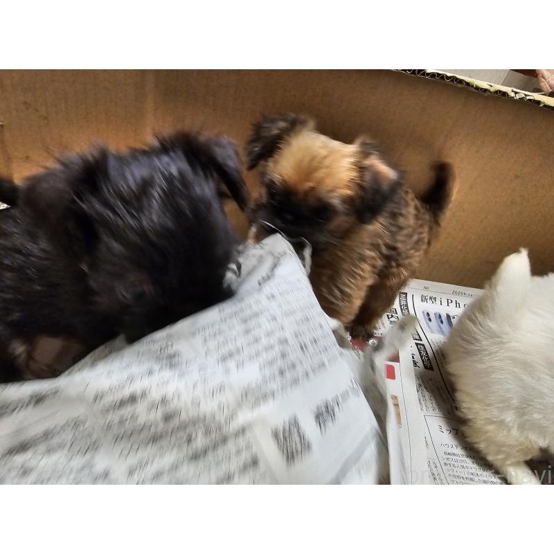 販売中の愛知県のブリュッセルグリフォン-431259の16枚目