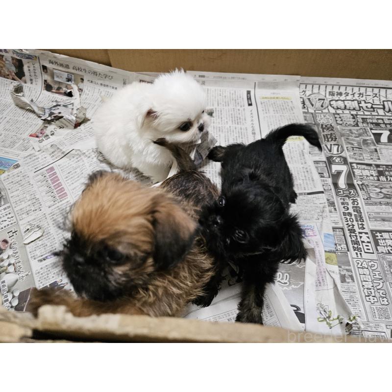 販売中の愛知県のブリュッセルグリフォン-431259の15枚目