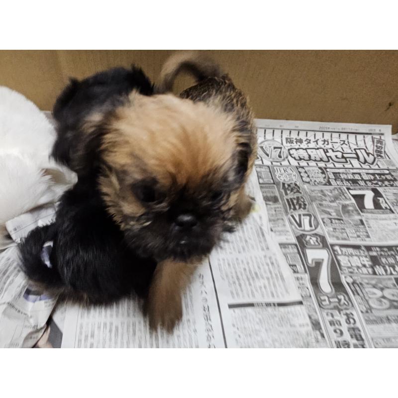 販売中の愛知県のブリュッセルグリフォン-431259の14枚目