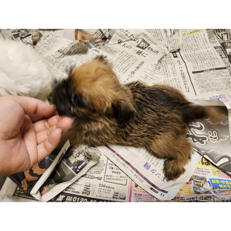 販売中の愛知県のブリュッセルグリフォン-431259の13枚目