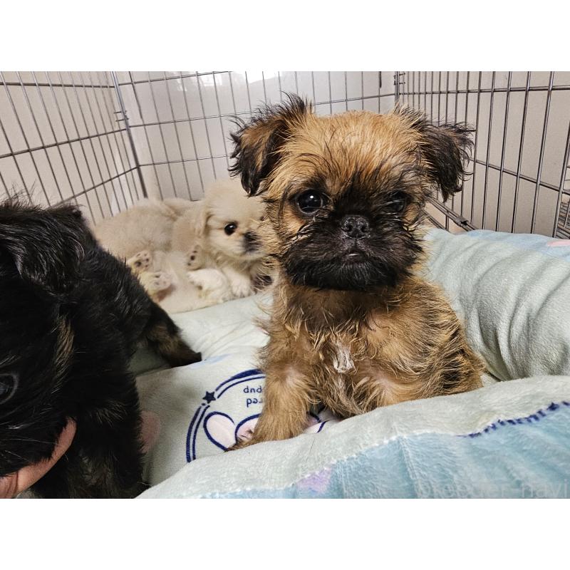 販売中の愛知県のブリュッセルグリフォン-431259の12枚目