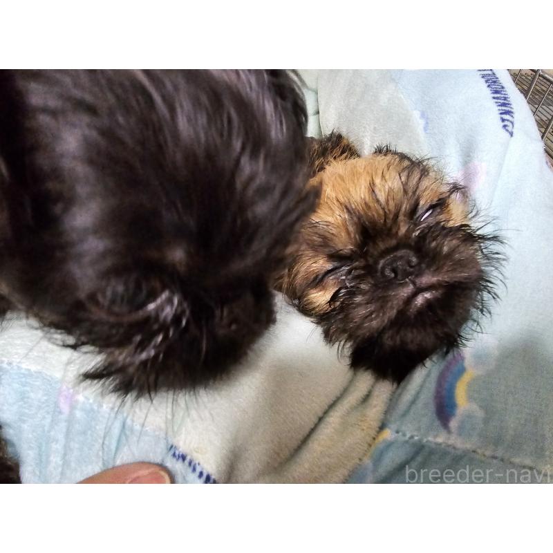 販売中の愛知県のブリュッセルグリフォン-431259の11枚目