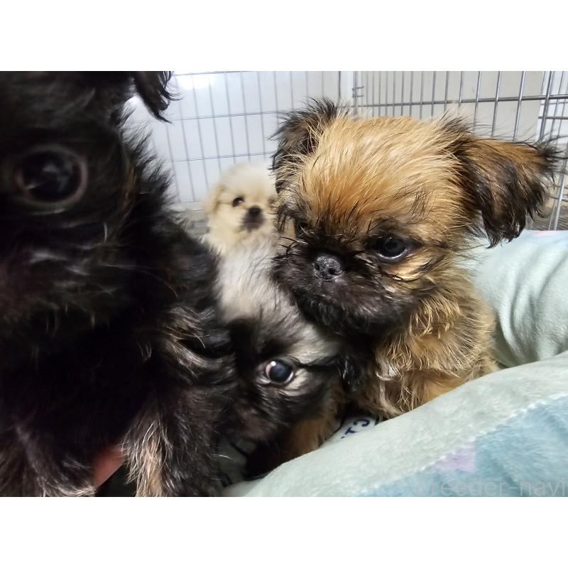 販売中の愛知県のブリュッセルグリフォン-431259の10枚目