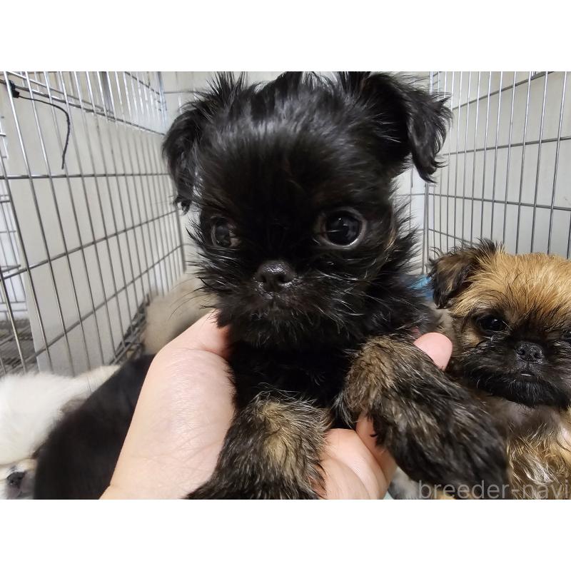 販売中の愛知県のベルジアングリフォン-434537の9枚目