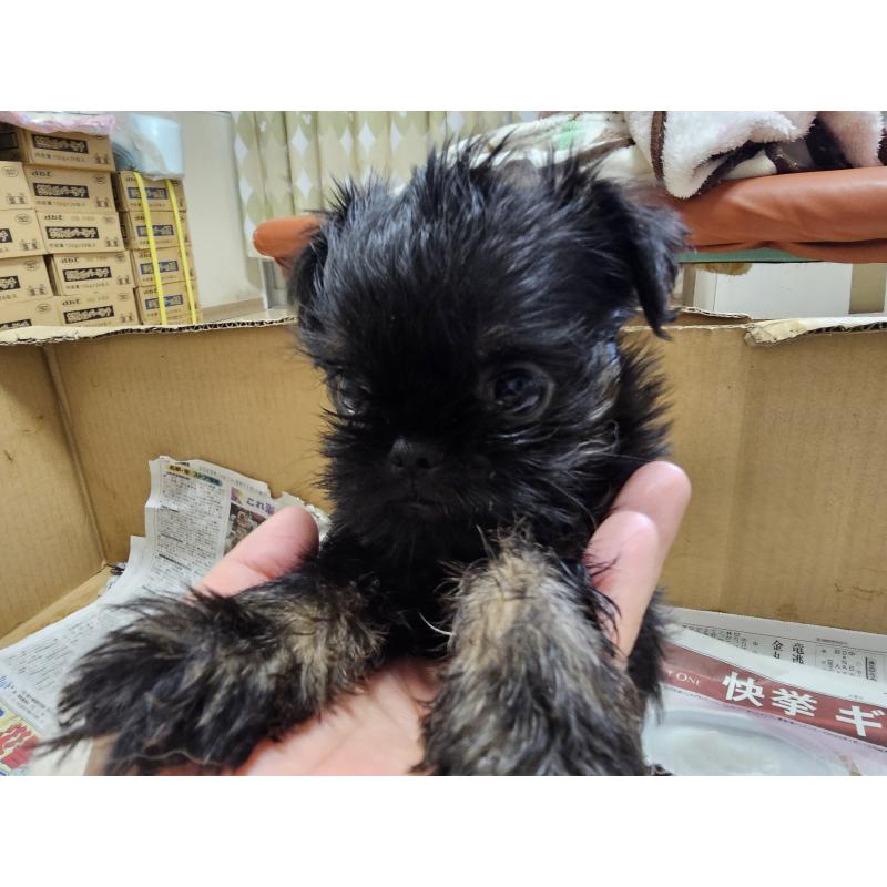 販売中の愛知県のベルジアングリフォン-434537の6枚目