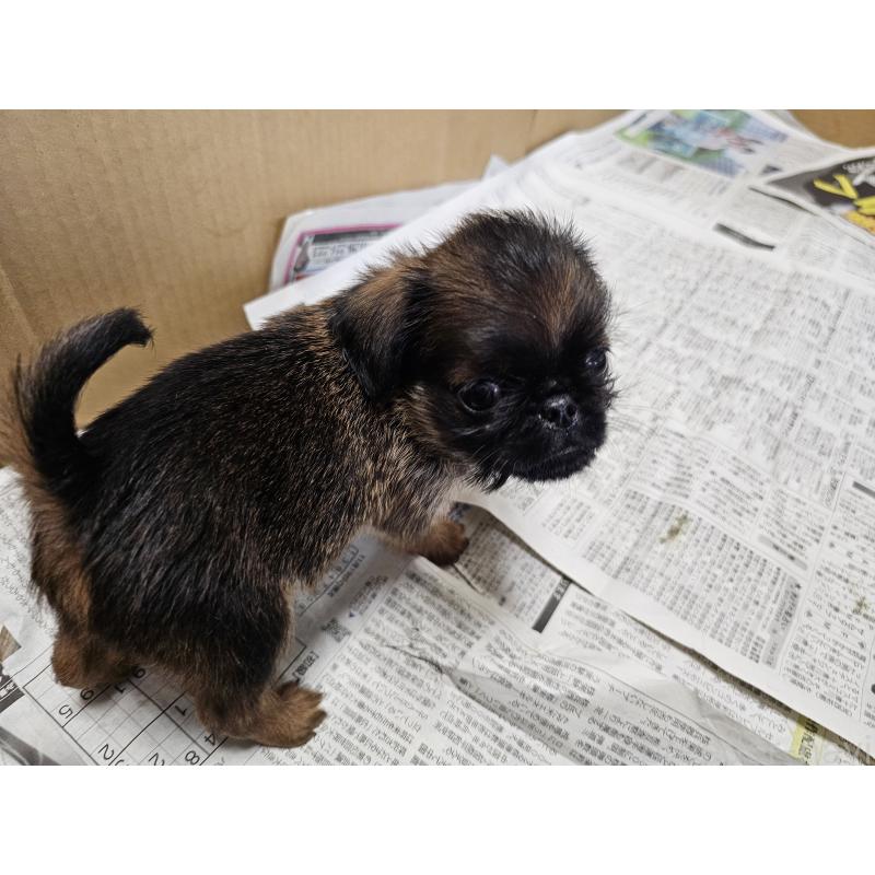 販売中の愛知県のブリュッセルグリフォン-434538の5枚目