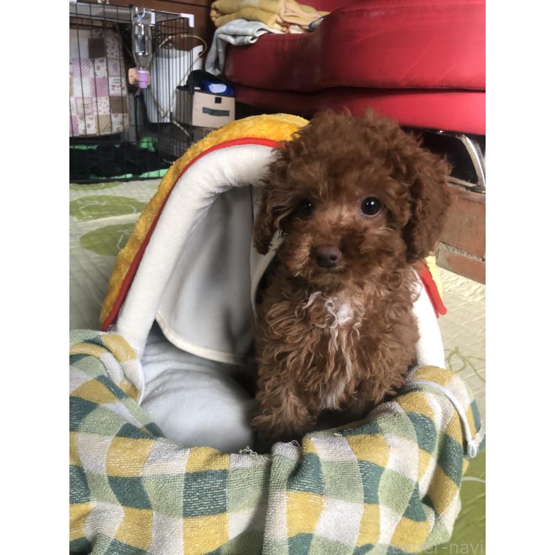 販売中の兵庫県のトイプードル-425599の8枚目