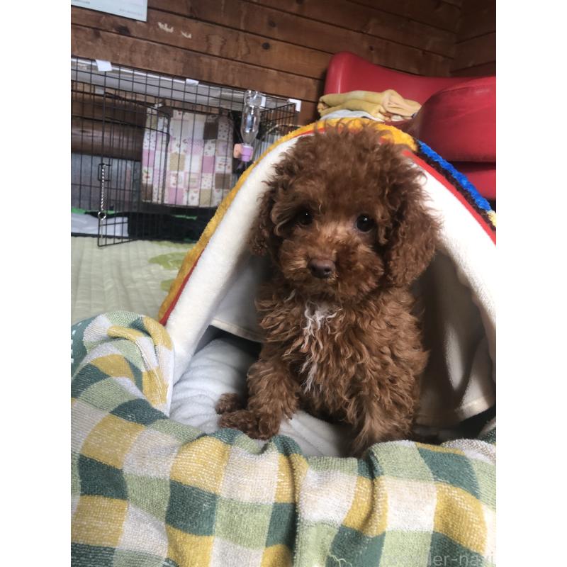 販売中の兵庫県のトイプードル-425599の7枚目