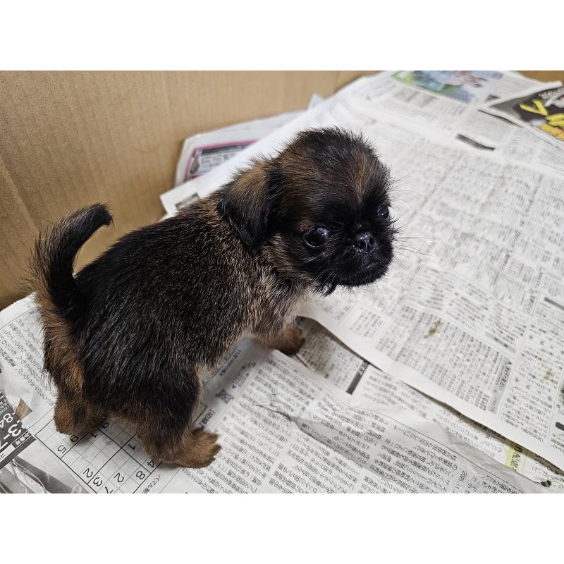 販売中の愛知県のブリュッセルグリフォン-434538の3枚目