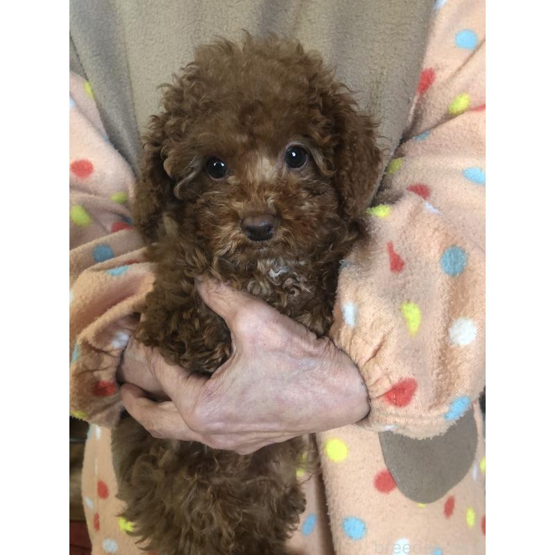 販売中の兵庫県のトイプードル-425599の6枚目