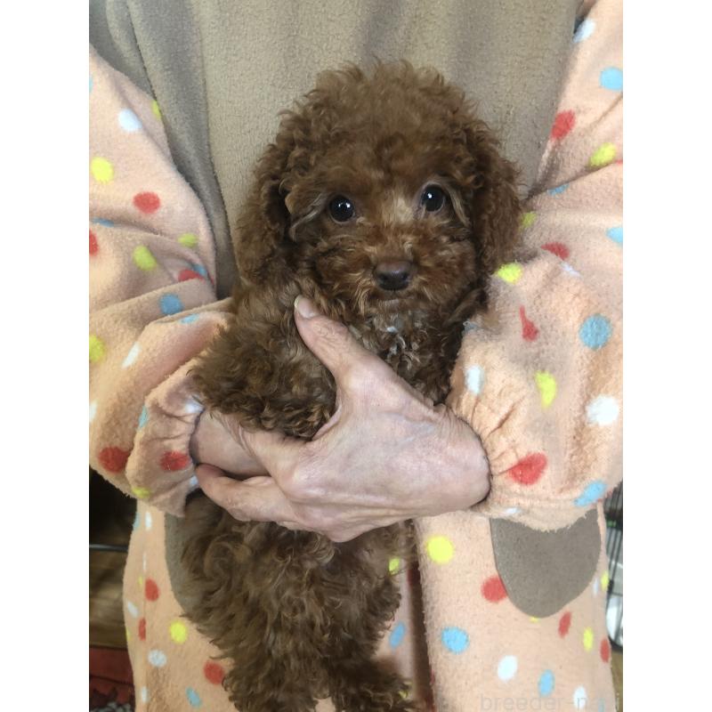 販売中の兵庫県のトイプードル-425599の5枚目