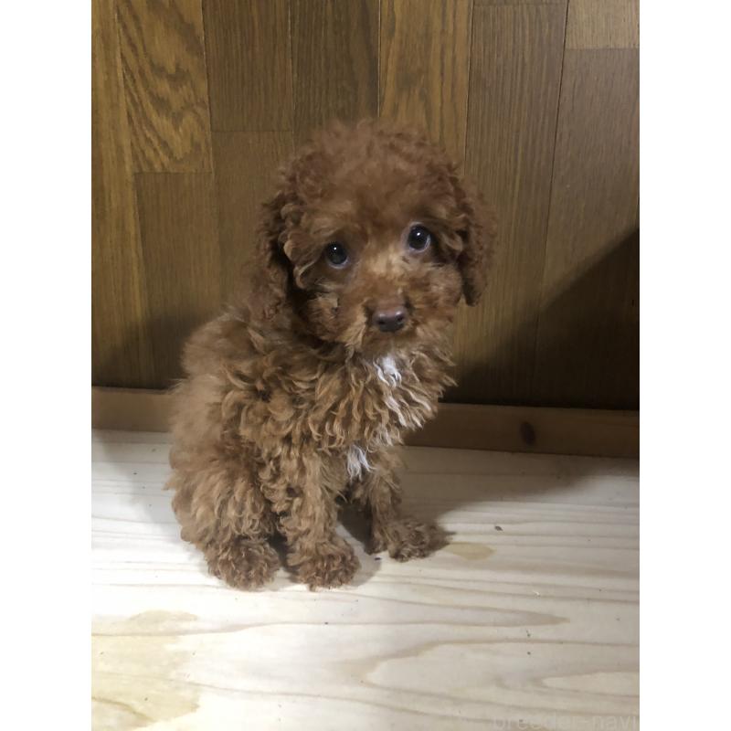 販売中の兵庫県のトイプードル-425599の4枚目