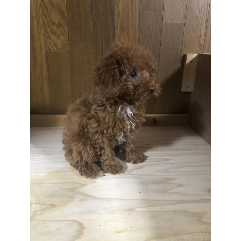 販売中の兵庫県のトイプードル-425599の3枚目