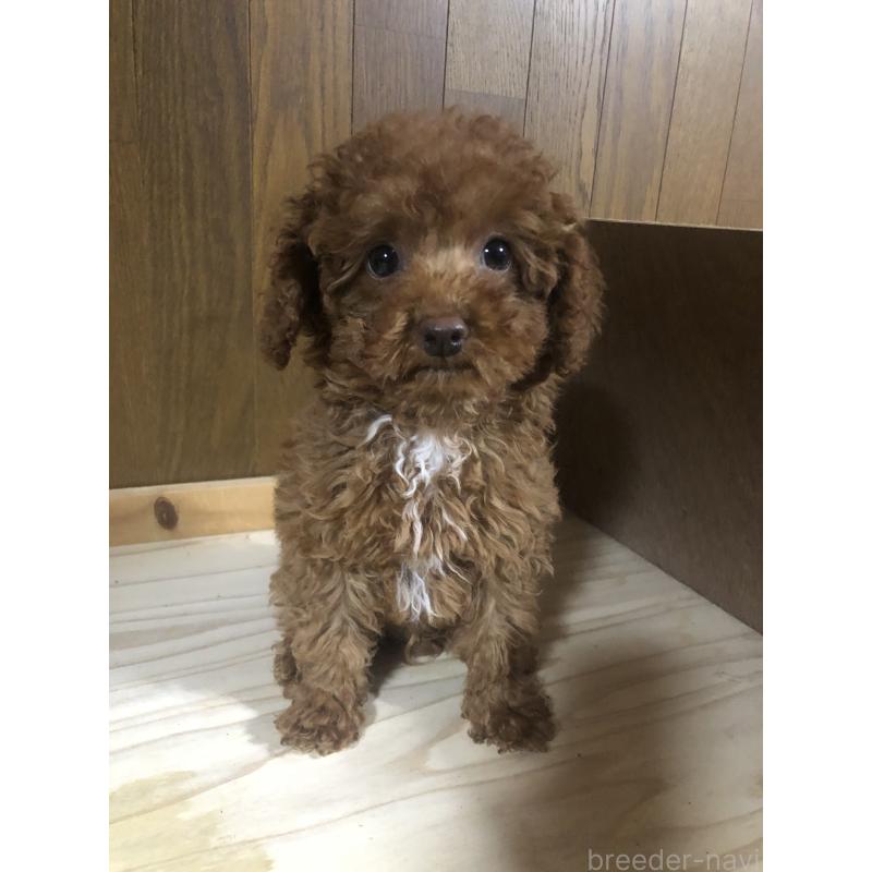 販売中の兵庫県のトイプードル-425599の2枚目