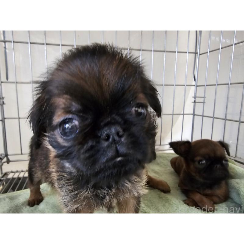 販売中の愛知県のブリュッセルグリフォン-434538の2枚目