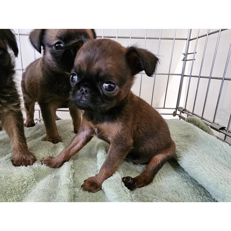 販売中の愛知県のプチブラバンソン-434539の6枚目