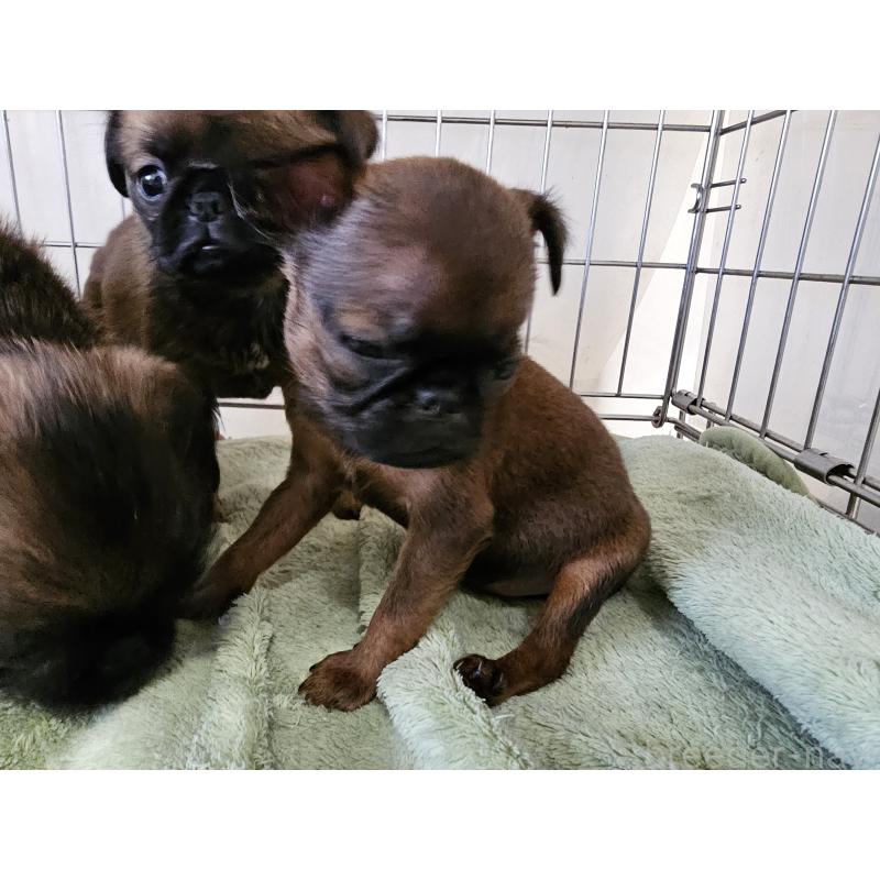 販売中の愛知県のプチブラバンソン-434539の5枚目