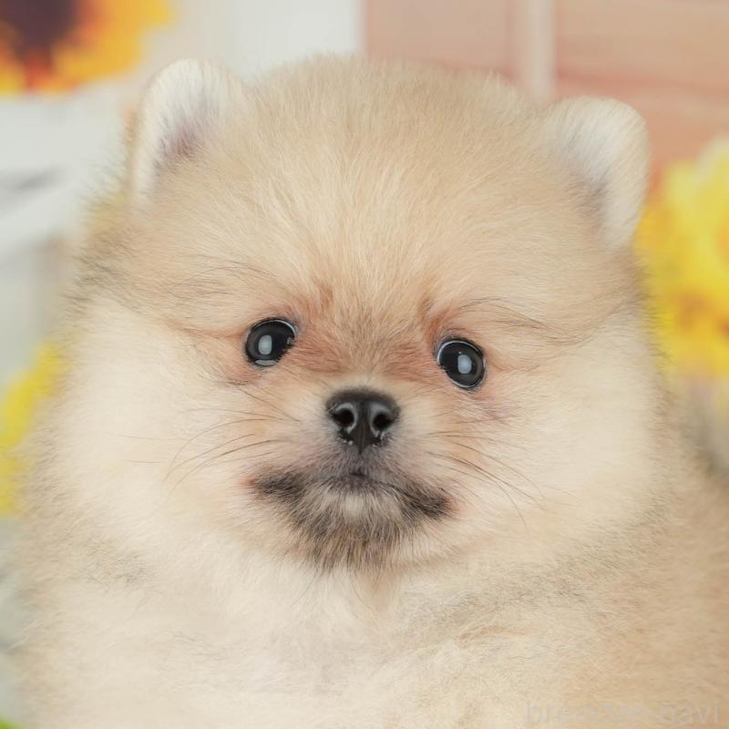 販売中の埼玉県のポメラニアン-434968