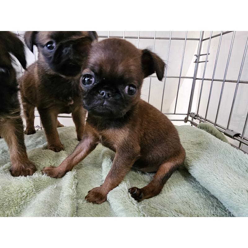 販売中の愛知県のプチブラバンソン-434539の4枚目