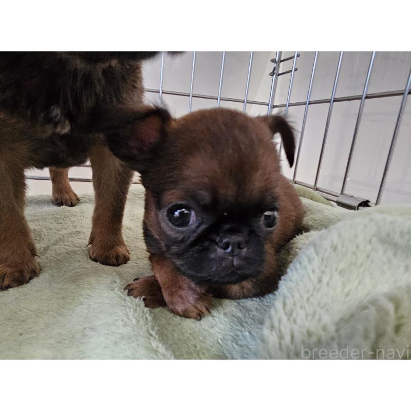 販売中の愛知県のプチブラバンソン-434539の3枚目