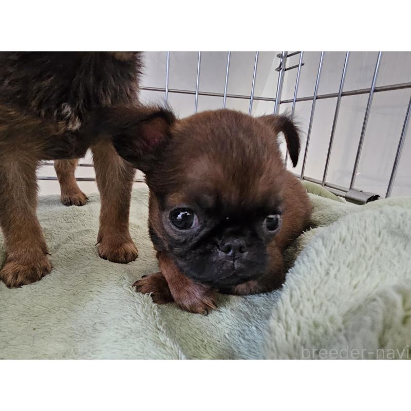 販売中の愛知県のプチブラバンソン-434539の2枚目