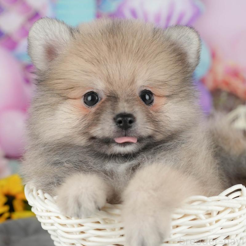 販売中の埼玉県のポメラニアン-434961