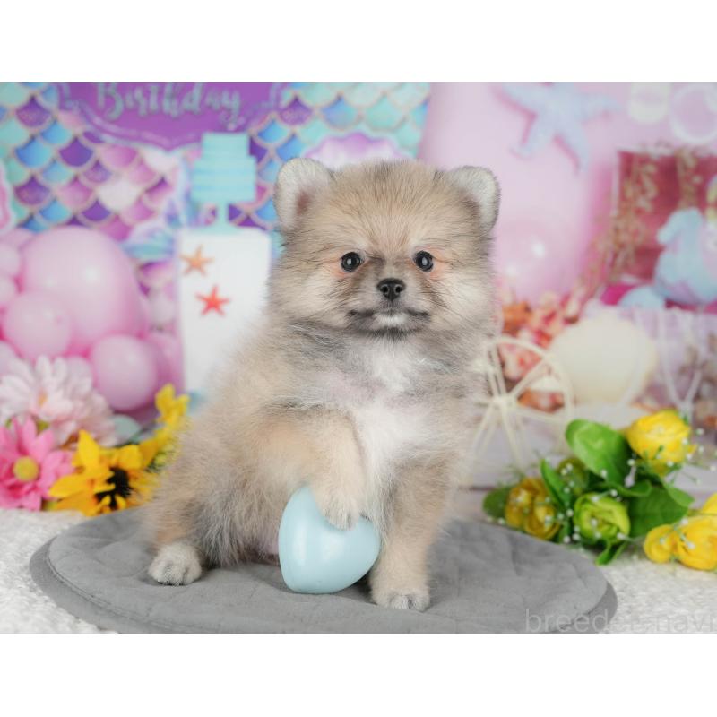 販売中の埼玉県のポメラニアン-434961の11枚目